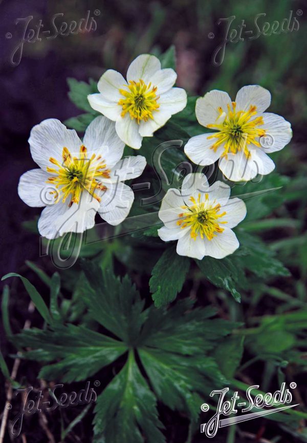 Trollius laxus var. albiflorus Trollius laxus var. albiflorus