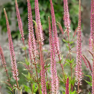 Veronicastrum virginicum 'Erica'