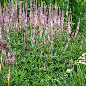 Veronicastrum virginicum f. roseum