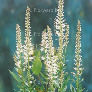 Veronicastrum virginicum f. roseum 'Pink Glow'