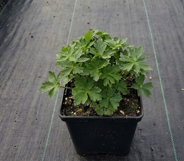 Trollius laxus var. albiflorus