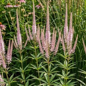 VERONICASTRUM PINK GLOW
