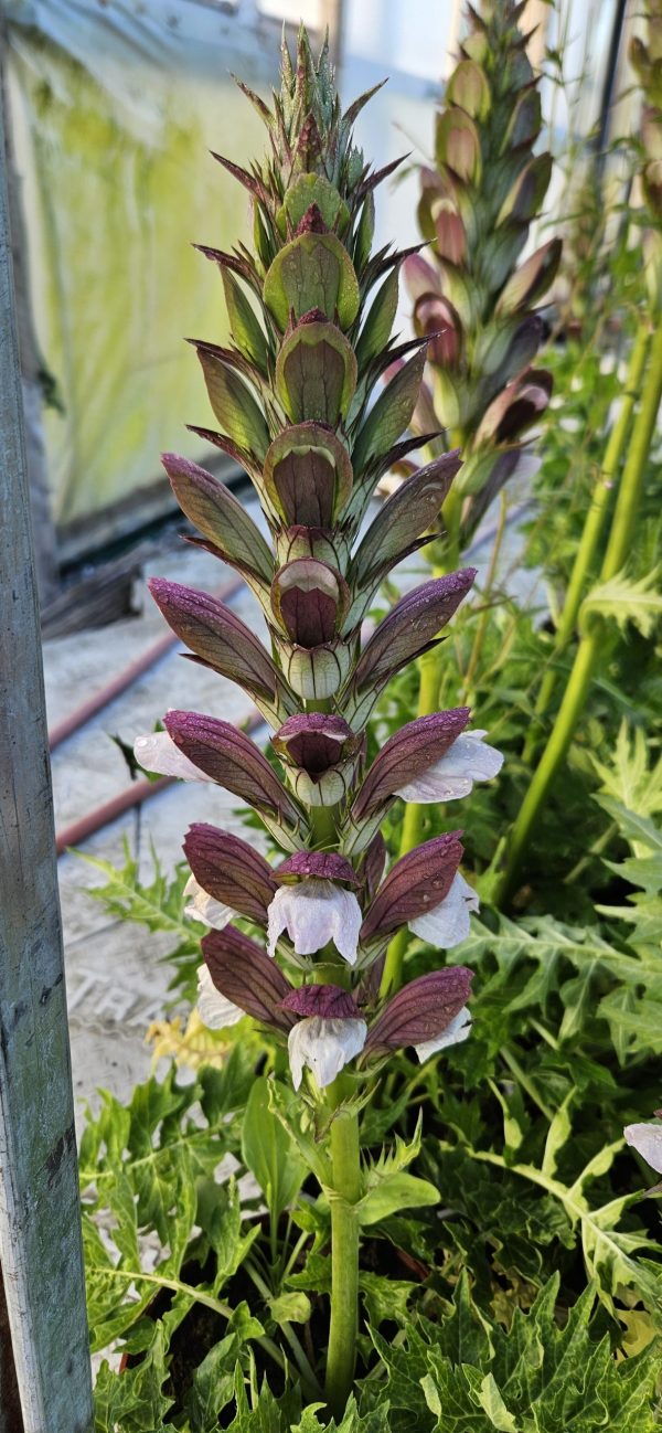Acanthus White Lips