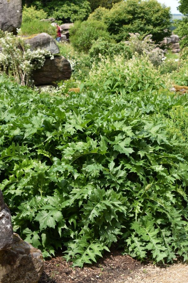 Acanthus mollis Acanthus mollis