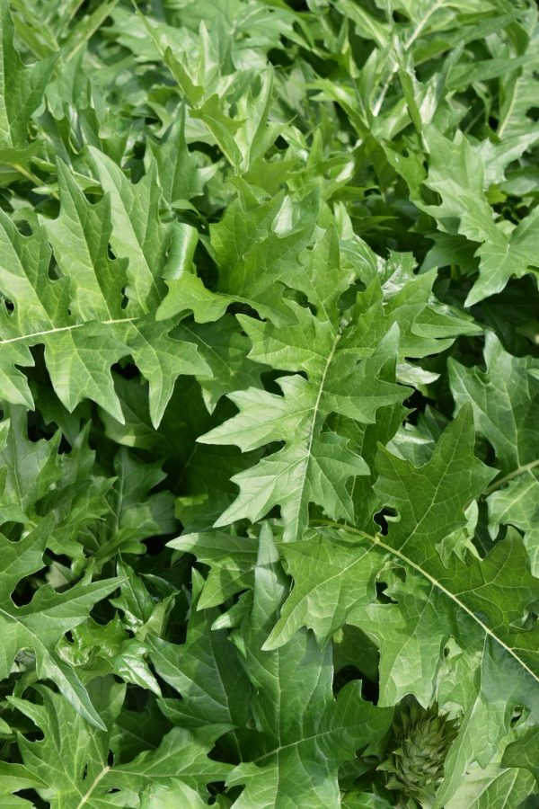 Acanthus mollis2 Acanthus mollis