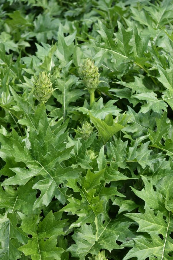 Acanthus mollis3 Acanthus mollis