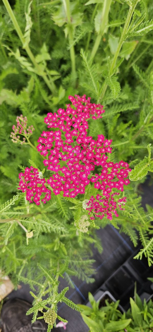Achillea millefolium 'Cassis' Achillea millefolium 'Cassis'