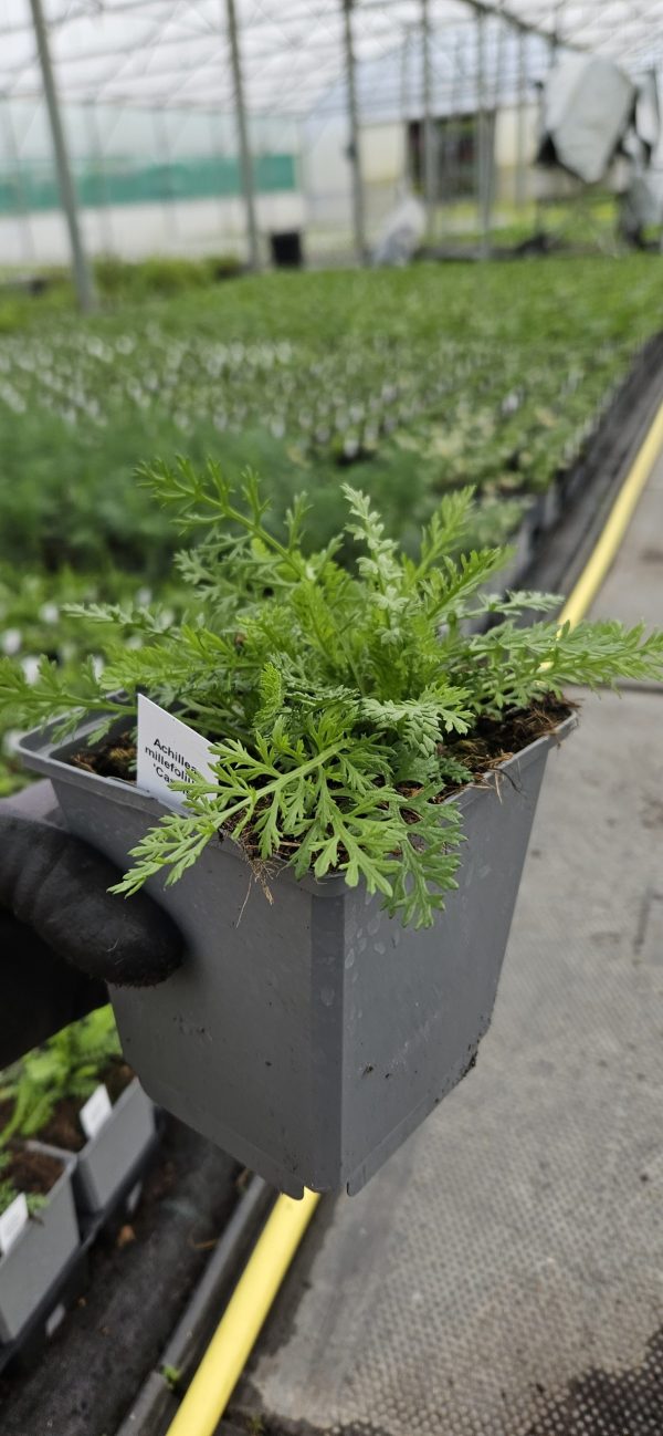 Achillea millefolium 'Cassis'2 Achillea millefolium 'Cassis'