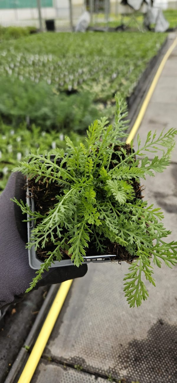 Achillea millefolium 'Cassis'3 Achillea millefolium 'Cassis'
