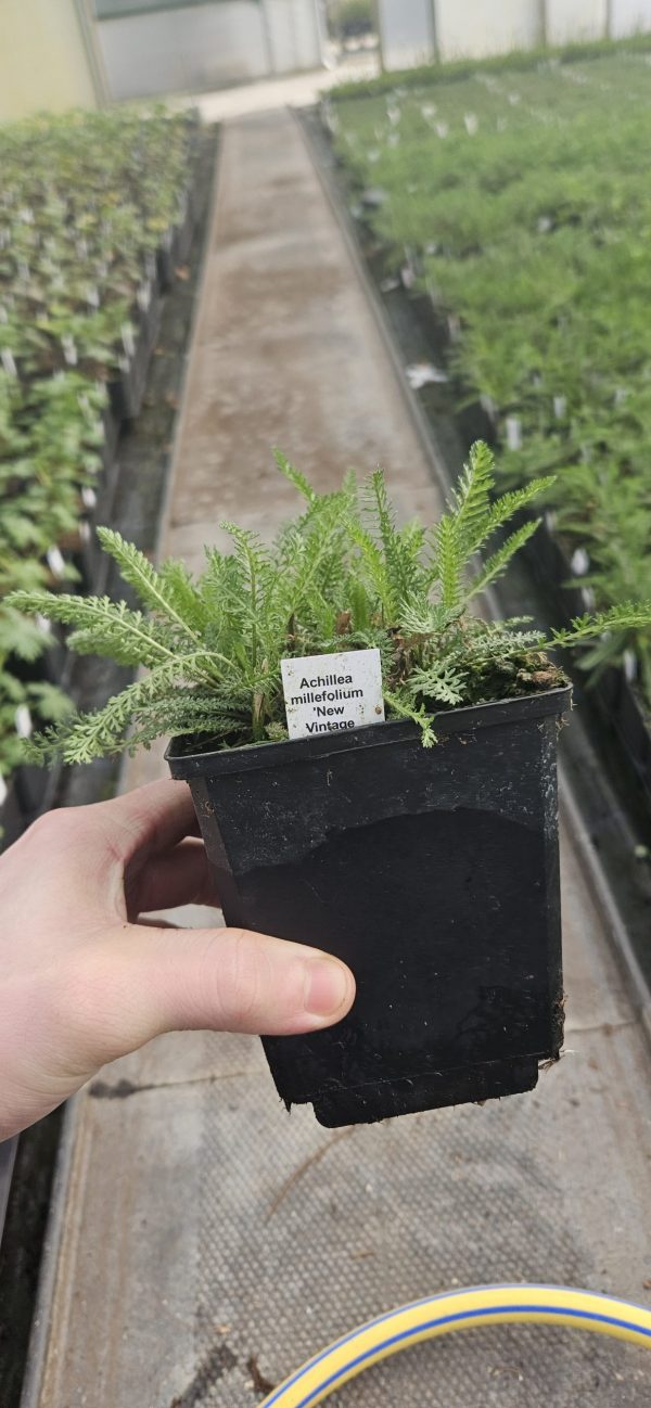 Achillea millefolium 'New Vintage Rose'