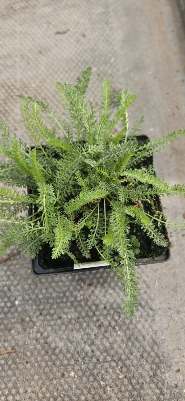 Achillea millefolium 'New Vintage Rose'