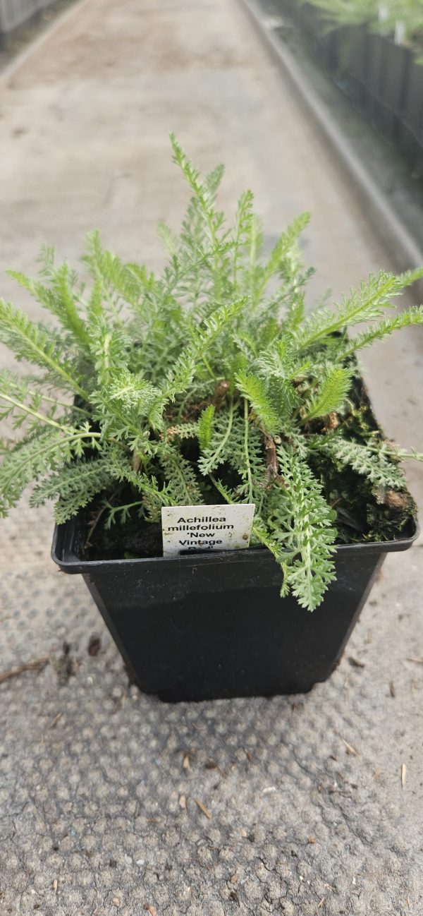 Achillea millefolium 'New Vintage Rose'