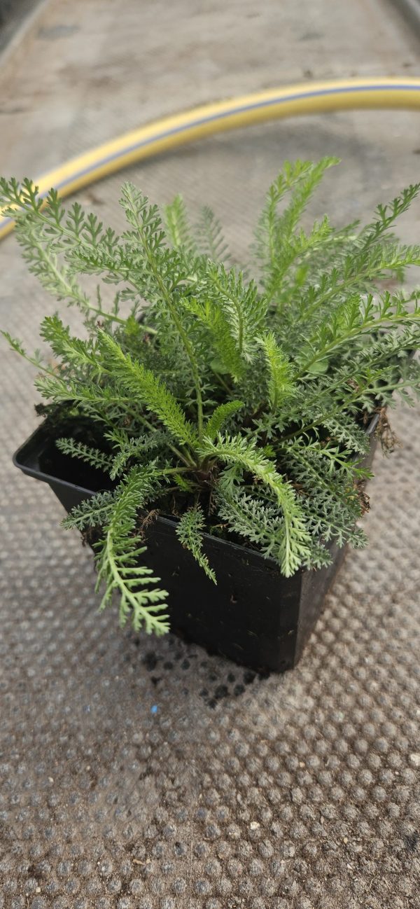 Achillea millefolium 'Peggy Sue'