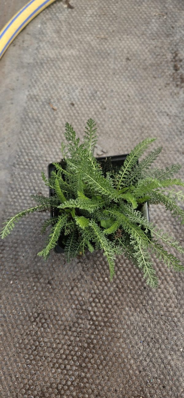 Achillea millefolium 'Peggy Sue'