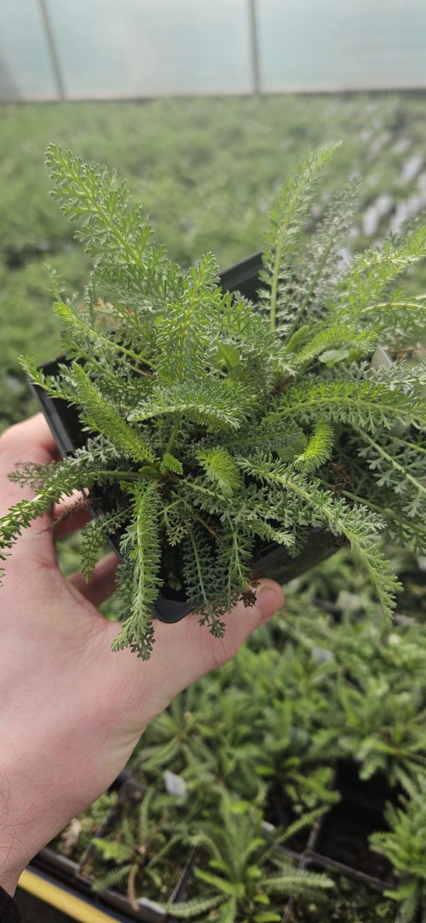 Achillea millefolium 'Peggy Sue'