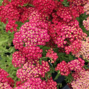 Achillea millefolium 'Pretty Woman'