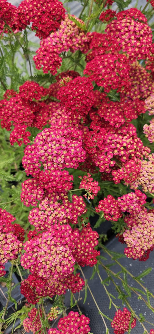 Achillea millefolium 'Pretty Woman' Achillea millefolium 'Pretty Woman'