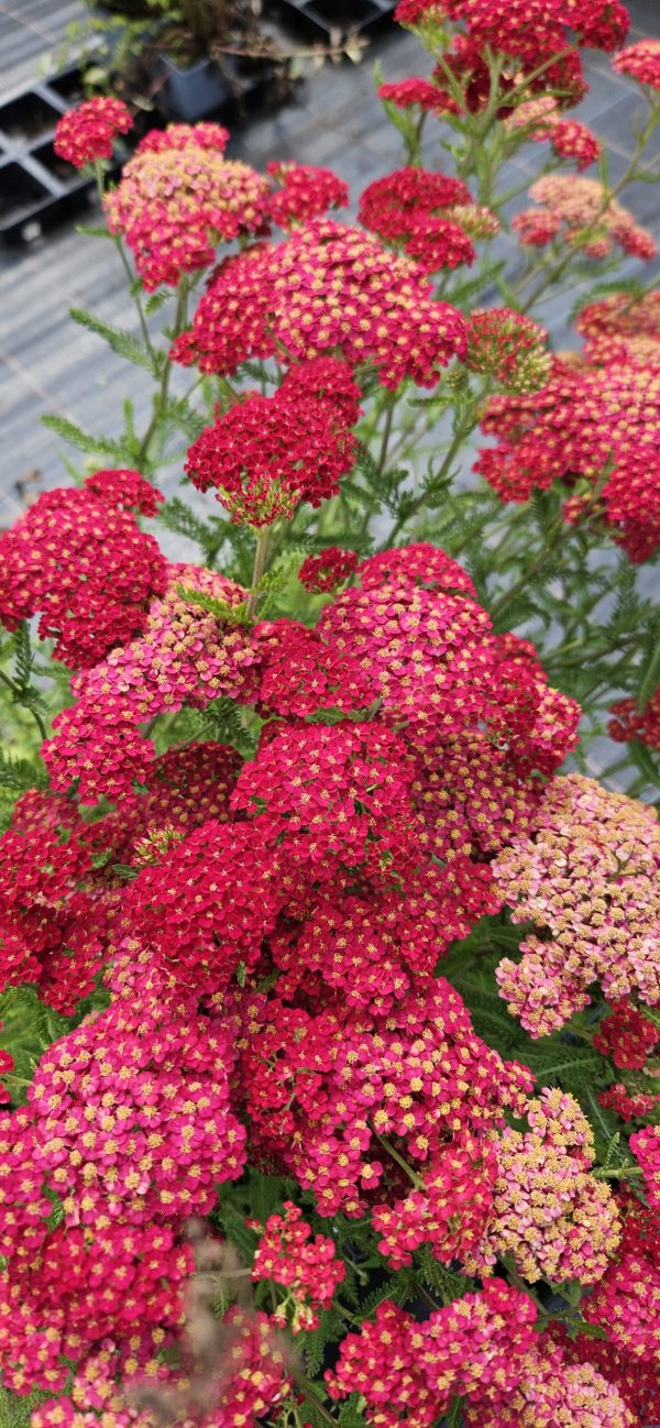 Achillea millefolium 'Pretty Woman'2 Achillea millefolium 'Pretty Woman'