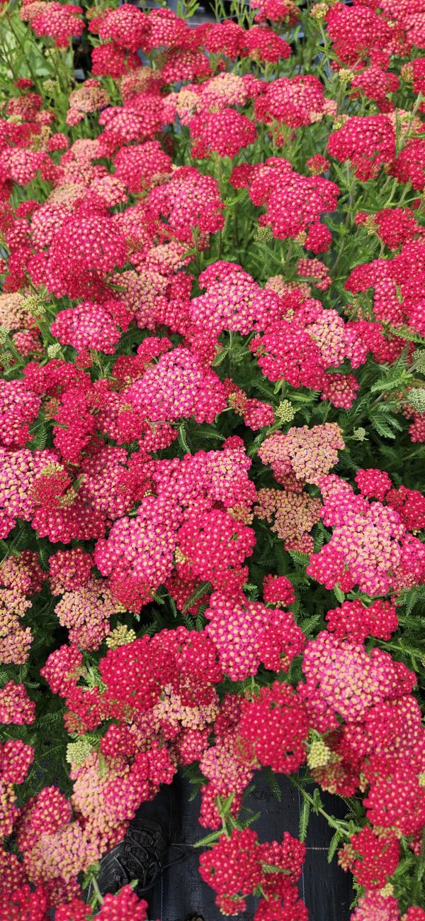 Achillea millefolium 'Pretty Woman'3 Achillea millefolium 'Pretty Woman'