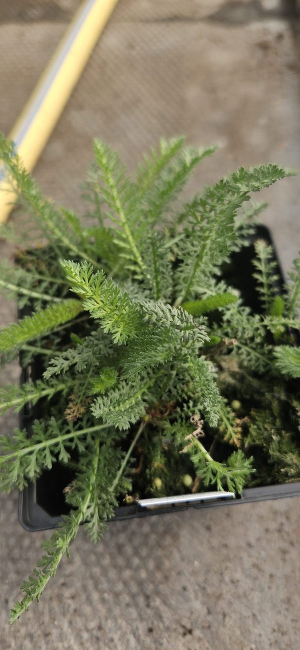 Achillea millefolium 'Red Velvet' Achillea millefolium 'Red Velvet'