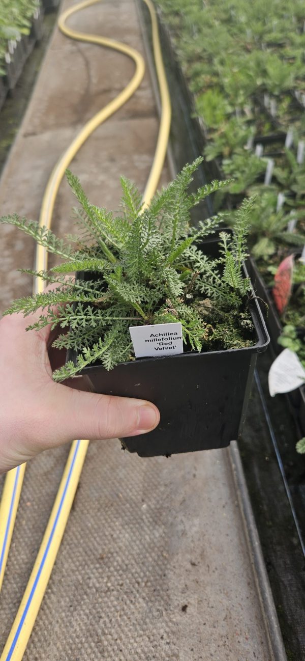 Achillea millefolium 'Red Velvet'3 Achillea millefolium 'Red Velvet'