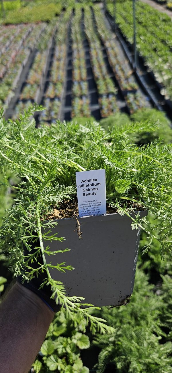 Achillea millefolium 'Salmon Beauty'