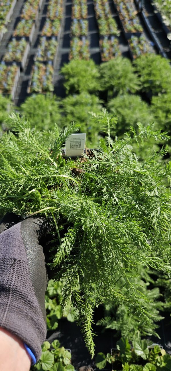 Achillea millefolium 'Salmon Beauty'