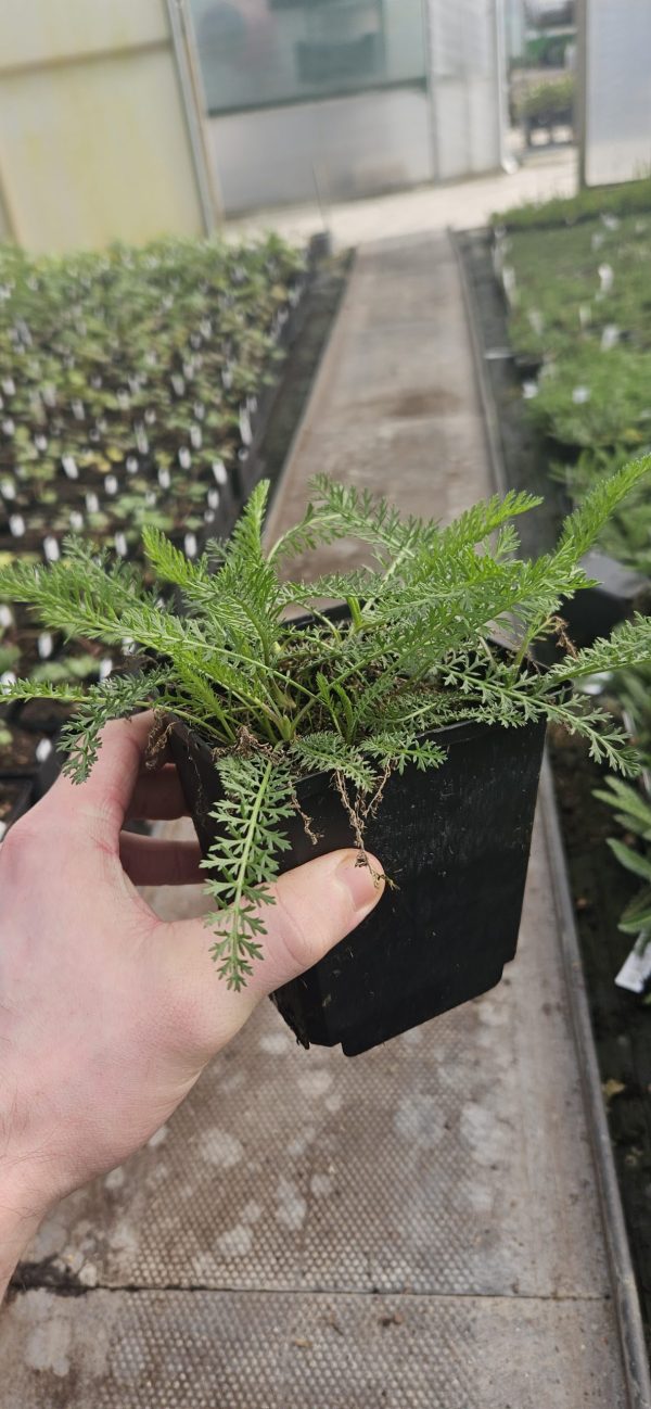 Achillea millefollium 'Milly Rock Rose'