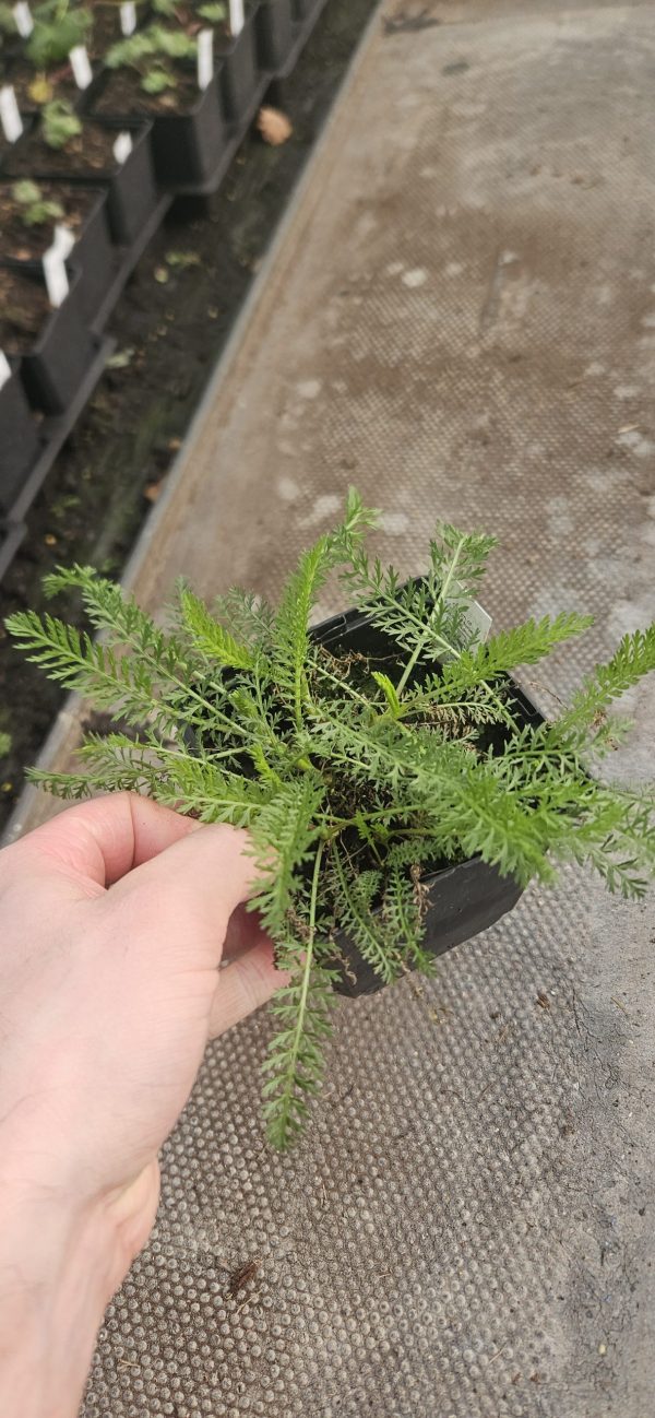 Achillea millefollium 'Milly Rock Rose'