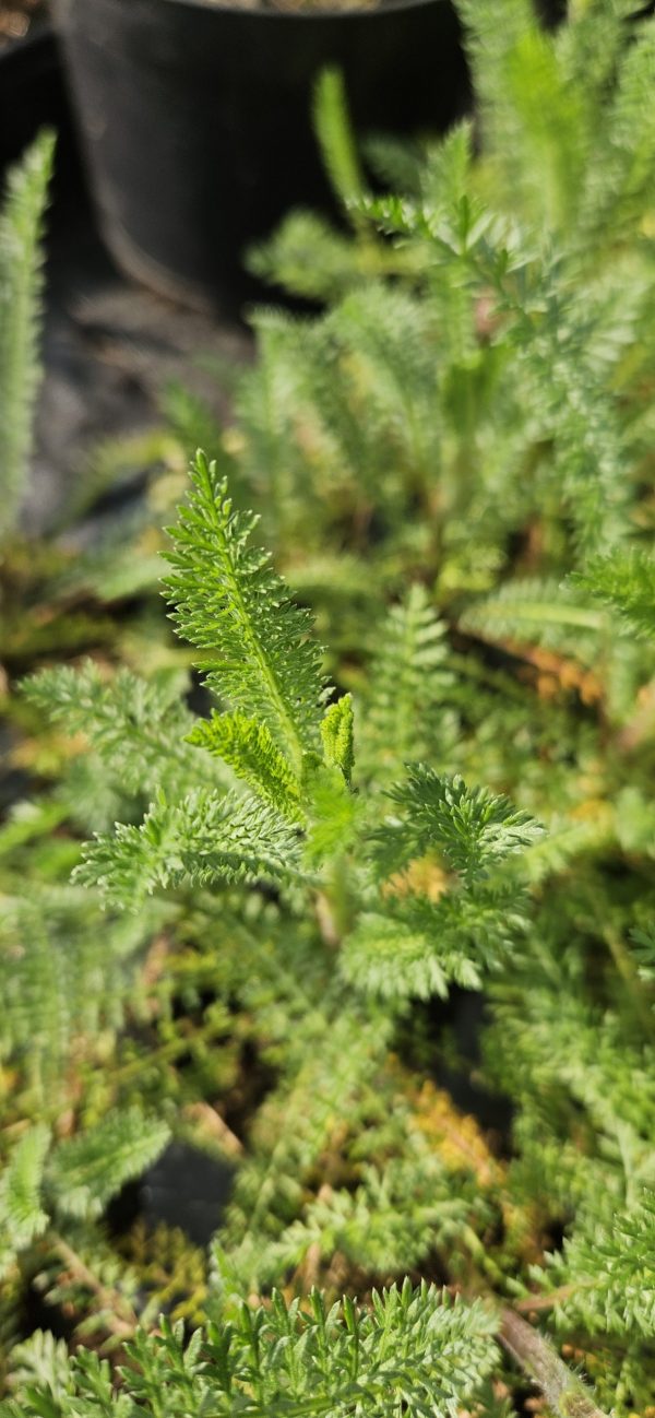 Achillea millefollium 'Milly Rock Yellow Terracotta'