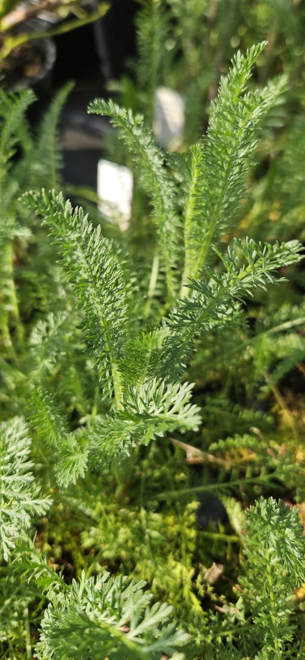 Achillea millefollium 'Milly Rock Yellow Terracotta'