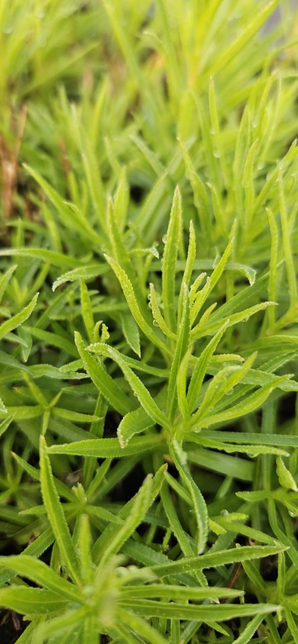Achillea ptarmica 'Noblessa'