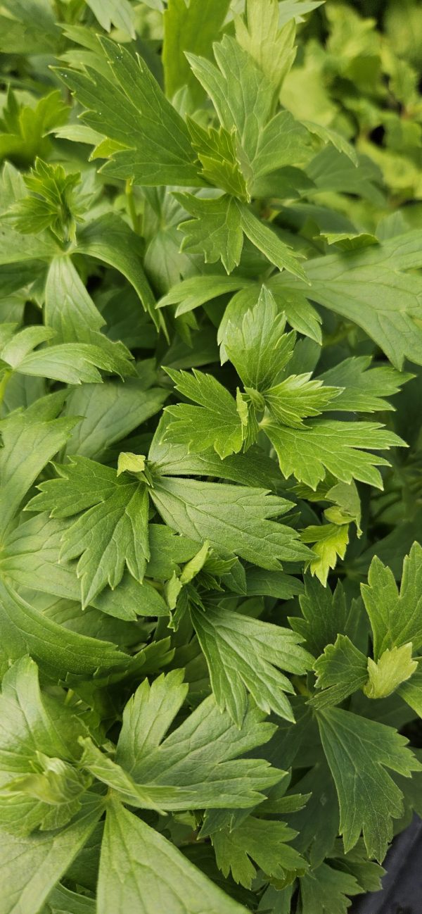 Aconitum carmichaelii 'Pershore Abbey'