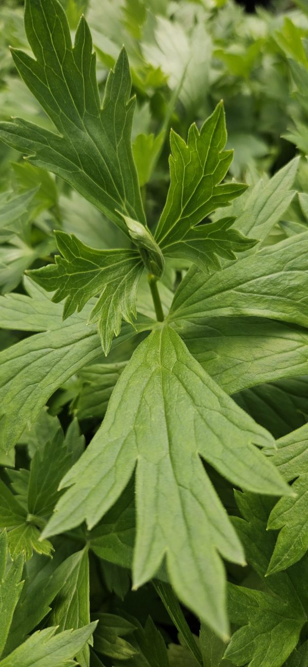 Aconitum carmichaelii 'Pershore Abbey'