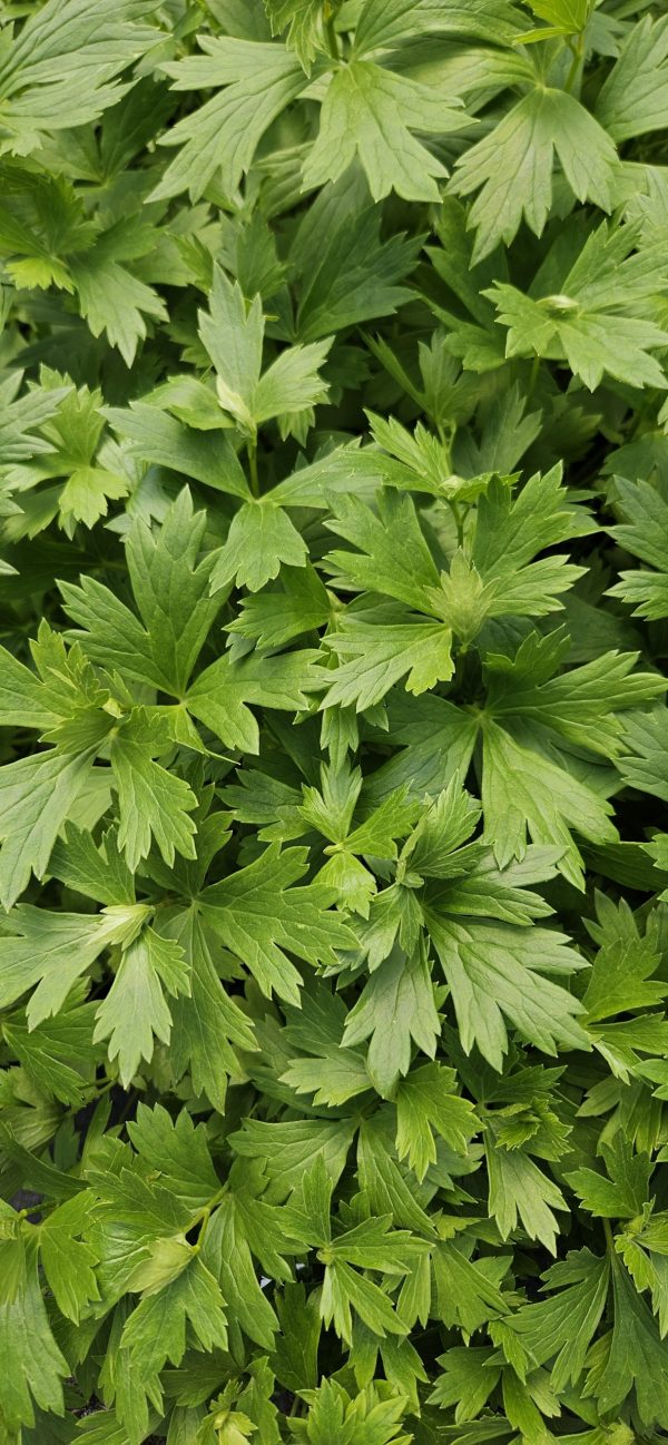 Aconitum carmichaelii 'Pershore Abbey'