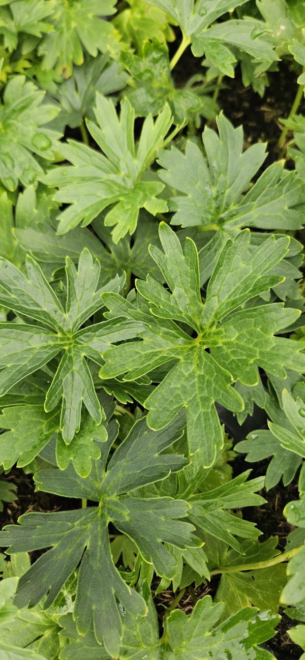 Aconitum kryvoli 'Moon By Luna'