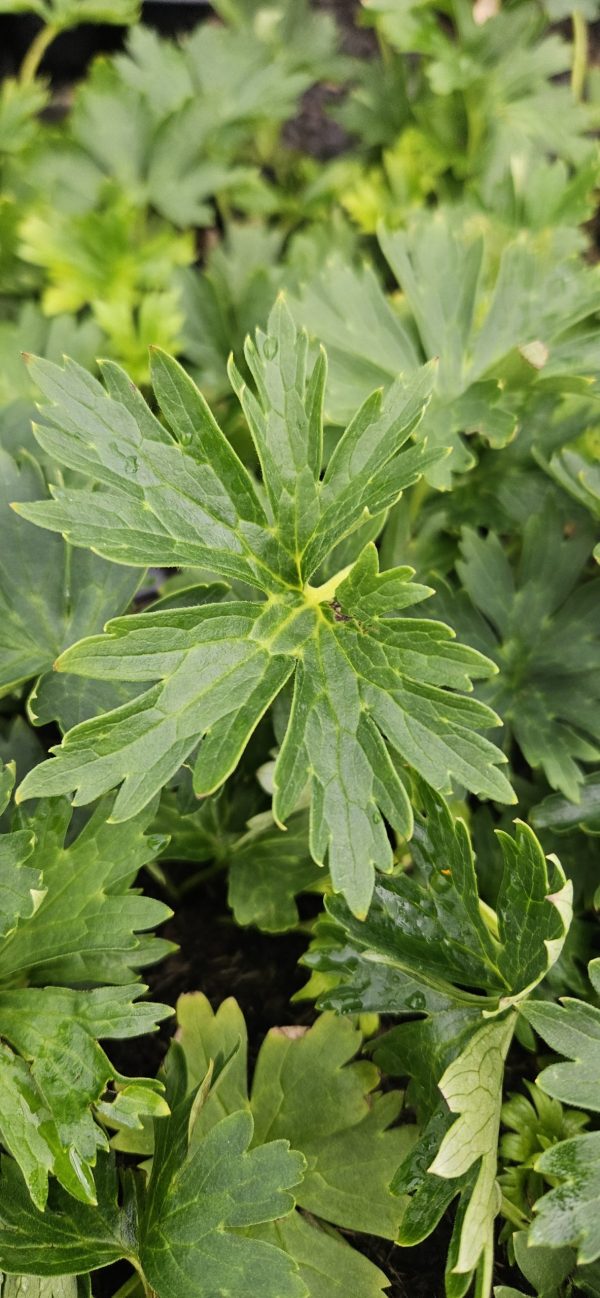 Aconitum kryvoli 'Moon By Luna'