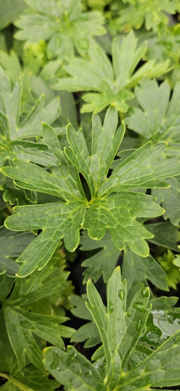 Aconitum kryvoli 'Moon By Luna'