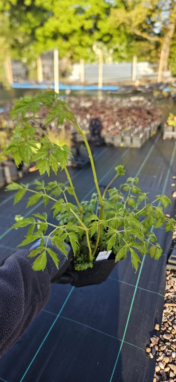 Actaea matsumurae 'White Pearl'