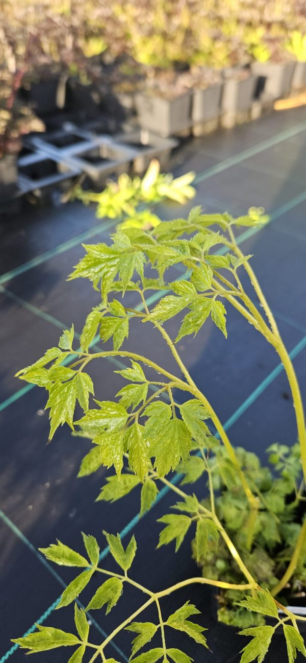 Actaea matsumurae 'White Pearl'