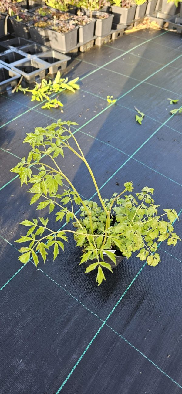 Actaea matsumurae 'White Pearl'
