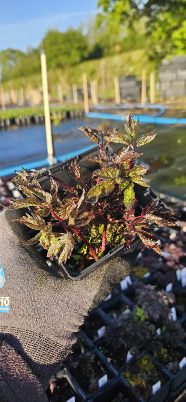 Actaea simplex 'Black Negligee'