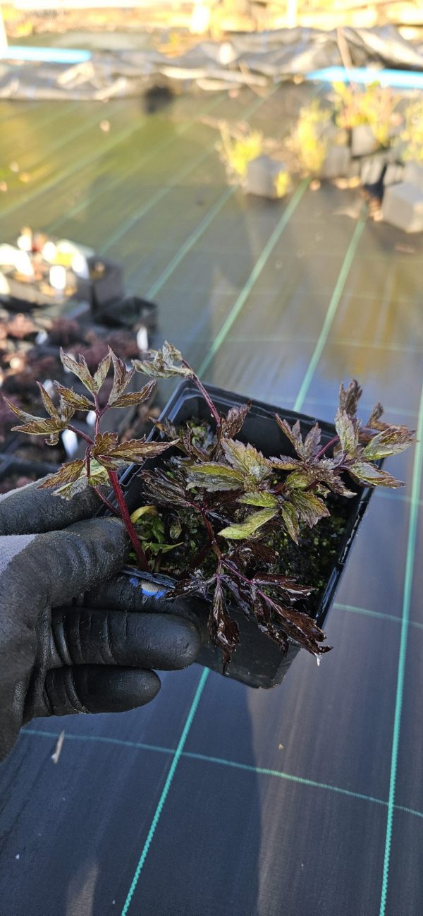 Actaea simplex 'Black Negligee'