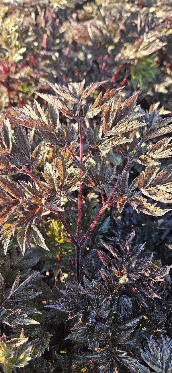 Actaea simplex 'Chocoholic' Actaea simplex 'Chocoholic'