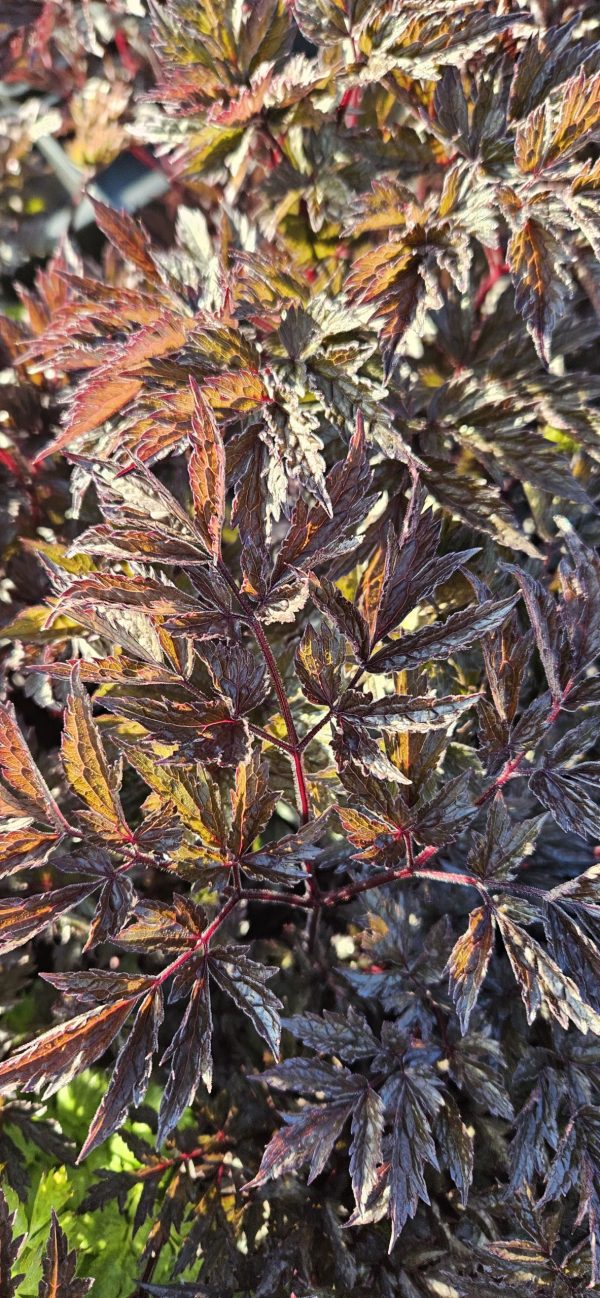 Actaea simplex 'Chocoholic'2 Actaea simplex 'Chocoholic'