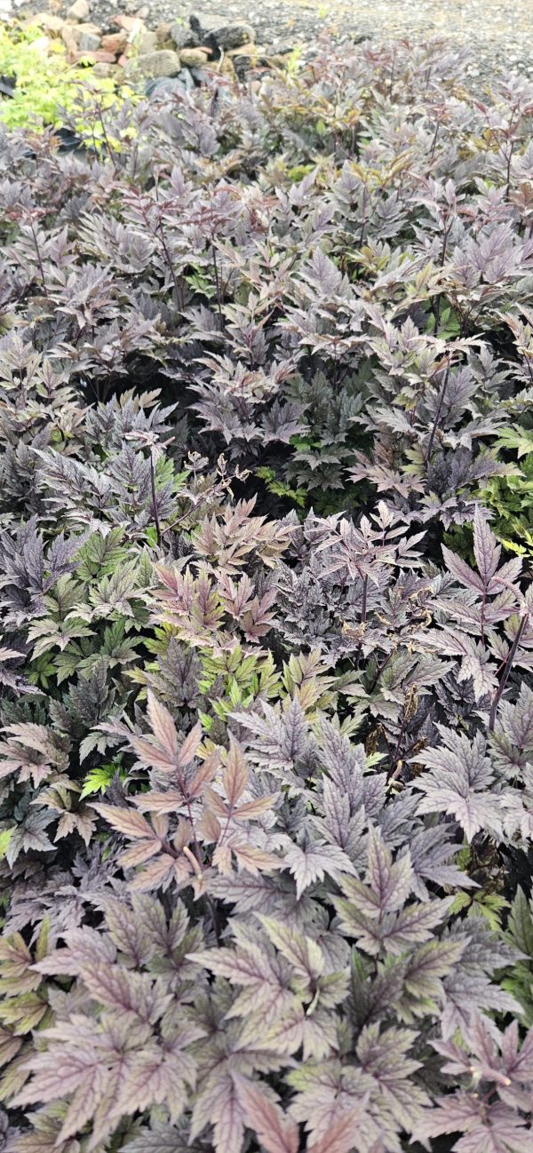 Actaea simplex 'Pink Spike'2 Actaea simplex 'Pink Spike'