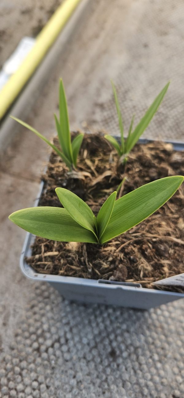 Agapanthus 'His Majesty'2 Agapanthus 'His Majesty'