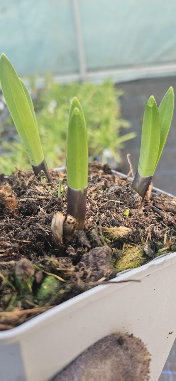 Agapanthus 'Nocturnal Horizons'