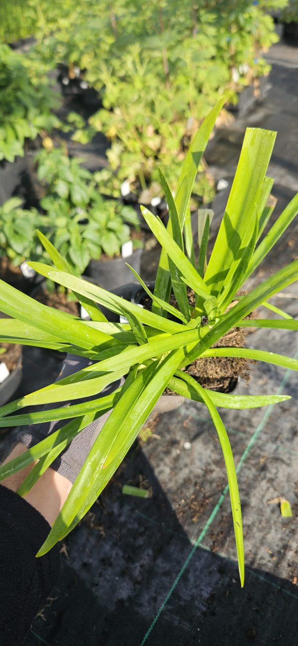 Agapanthus 'Patricia'
