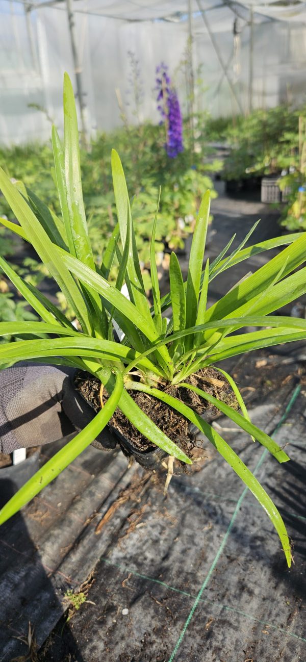 Agapanthus 'Patricia'
